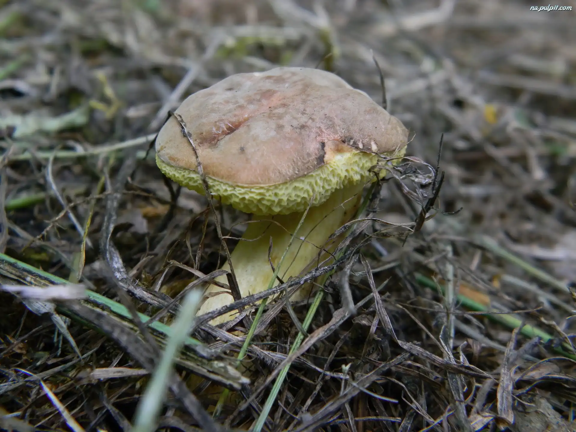 Zaj±czek, M³ody, Podgrzybek